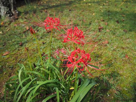 彼岸花葉|ヒガンバナの葉を見たことがありますか